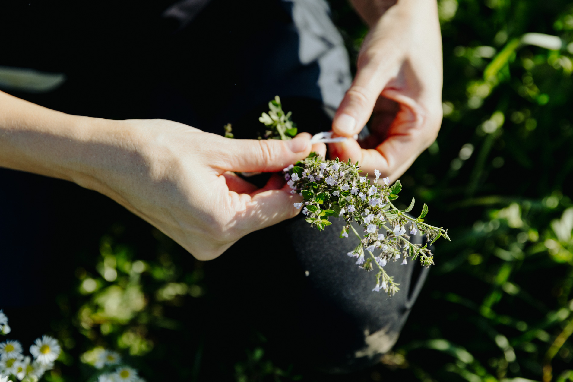 Passeggiata botanica di riconoscimento delle piante spontanee commestibili